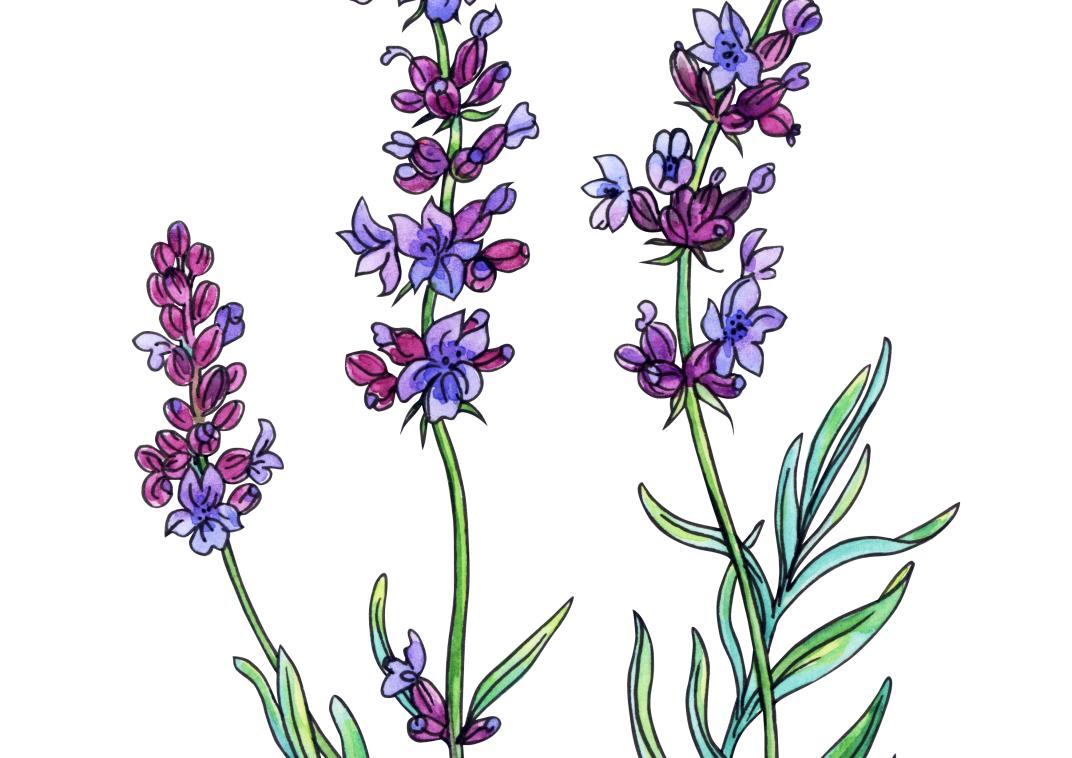 Lavendel