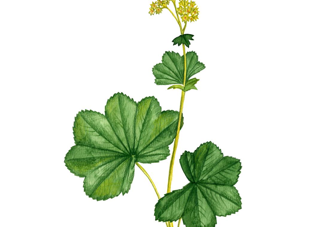 Vrouwenmantel geveltuin