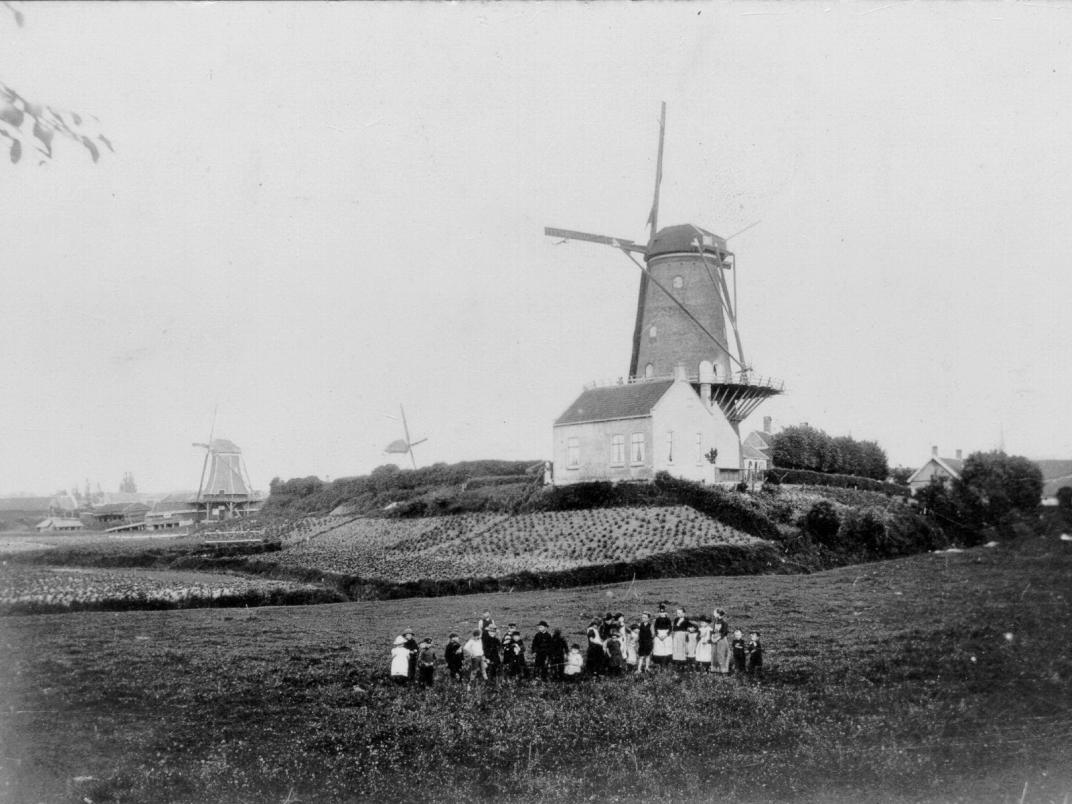 Koornbloem oud