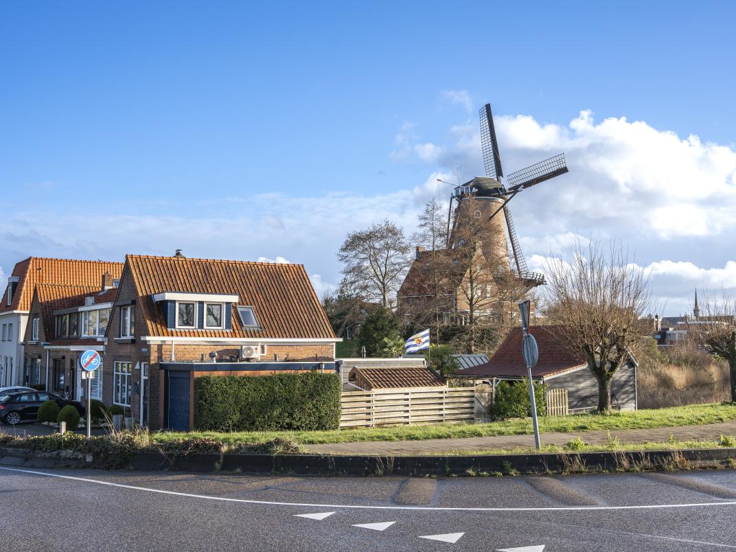 Koornbloem nieuw
